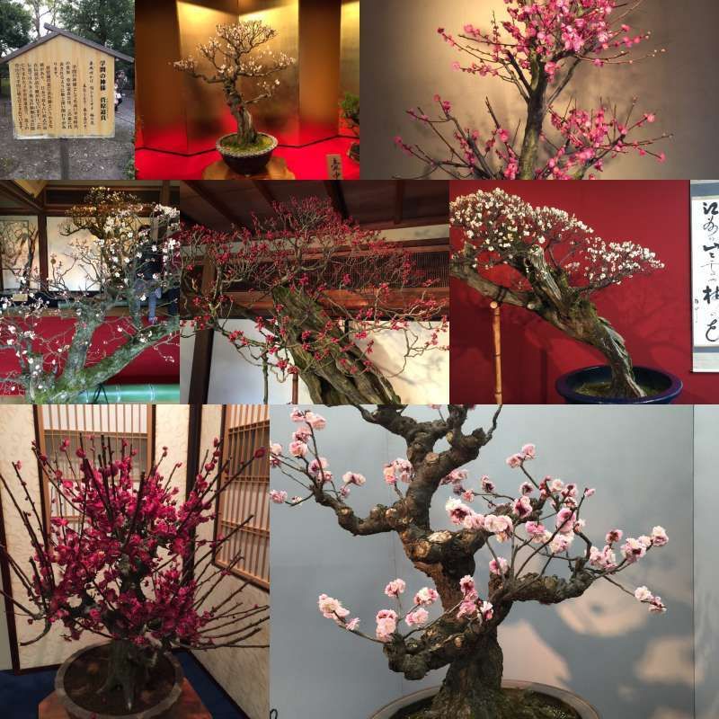 Shiga Private Tour - [Winter] The Exhibition of Potted Ume (Japanese plum) at Keiun-kan Guest House (慶雲館)