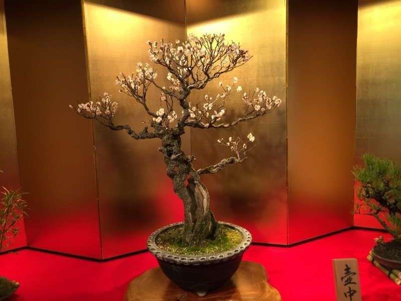 Shiga Private Tour - [Winter] The Exhibition of Potted Ume (Japanese plum) at Keiun-kan Guest House (慶雲館)