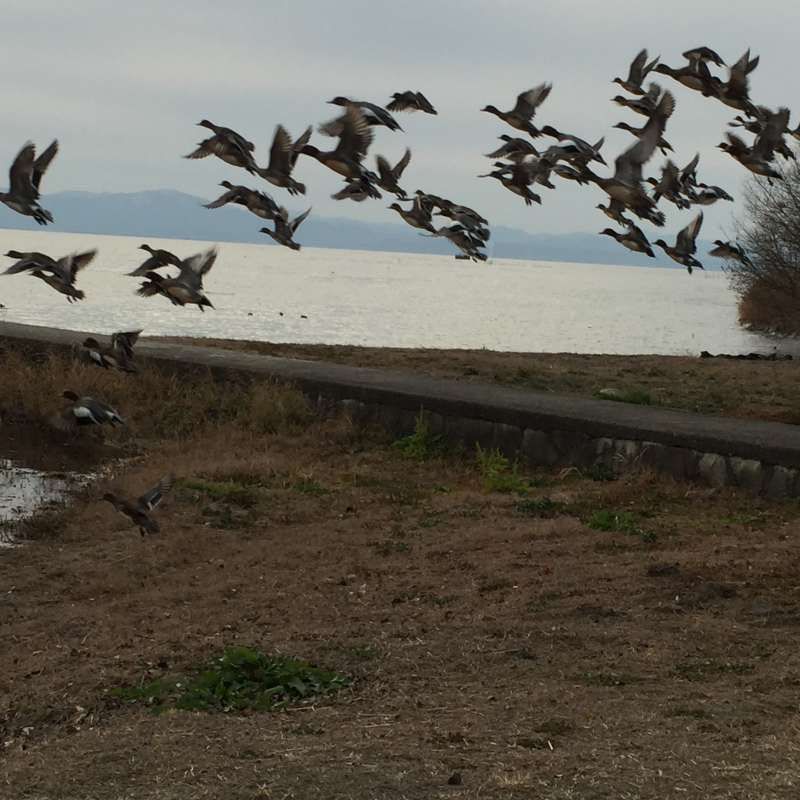 Shiga Private Tour - [Winter] Soaring Water Birds in New Year Day at Nagahama Castle Park