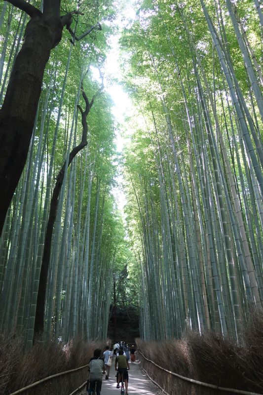 Kyoto Private Tour - Arashiyama Bamboo Foerst