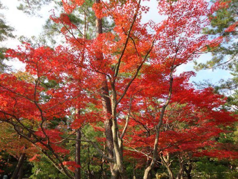 Kyoto Private Tour - Changing colors of autumn leaves at Kinkakuji Temple