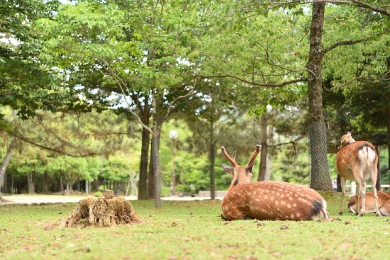 Osaka Private Tour - Nara Park and the Deer