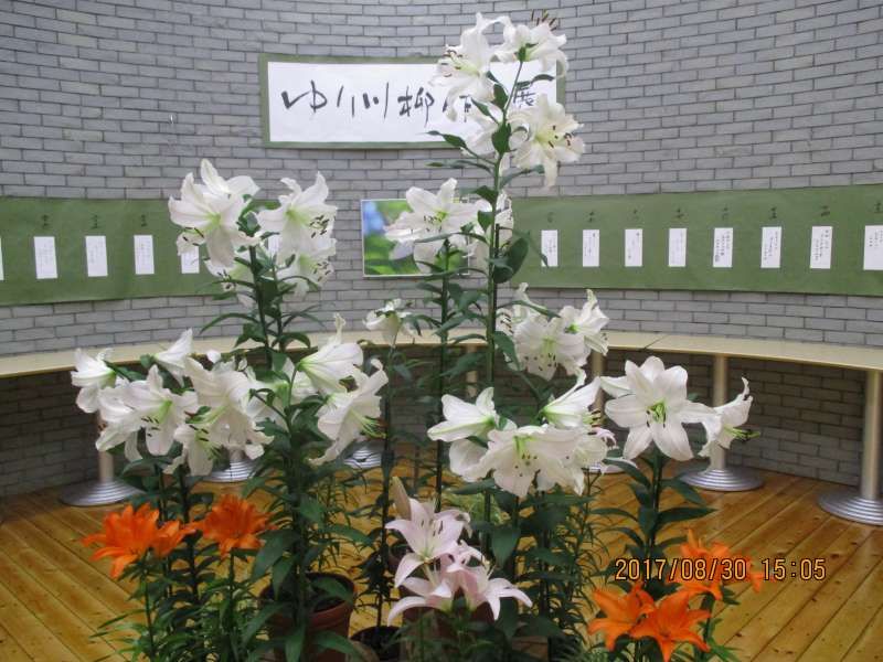 Tottori Private Tour - Lilies