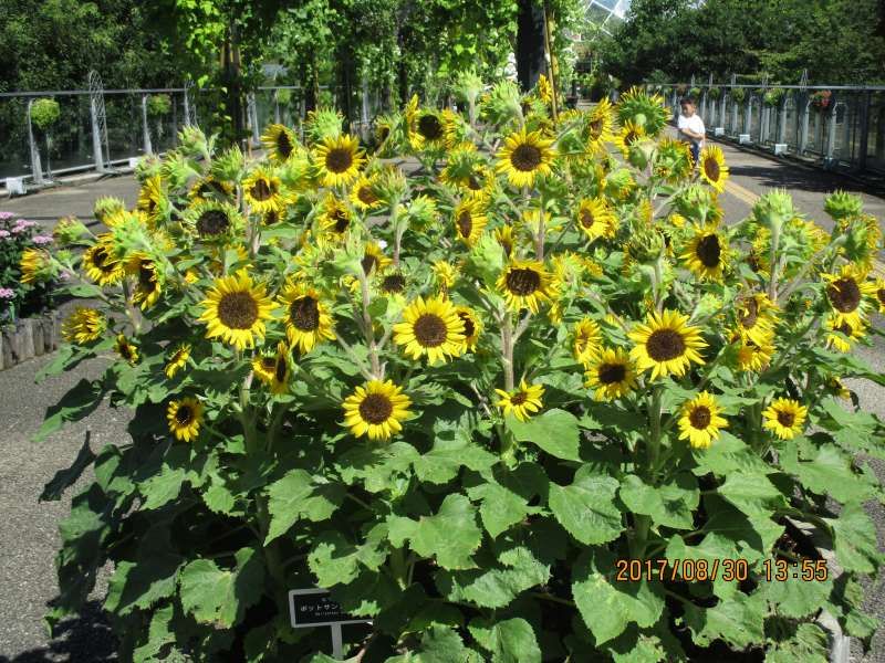 Tottori Private Tour - Sun flowers