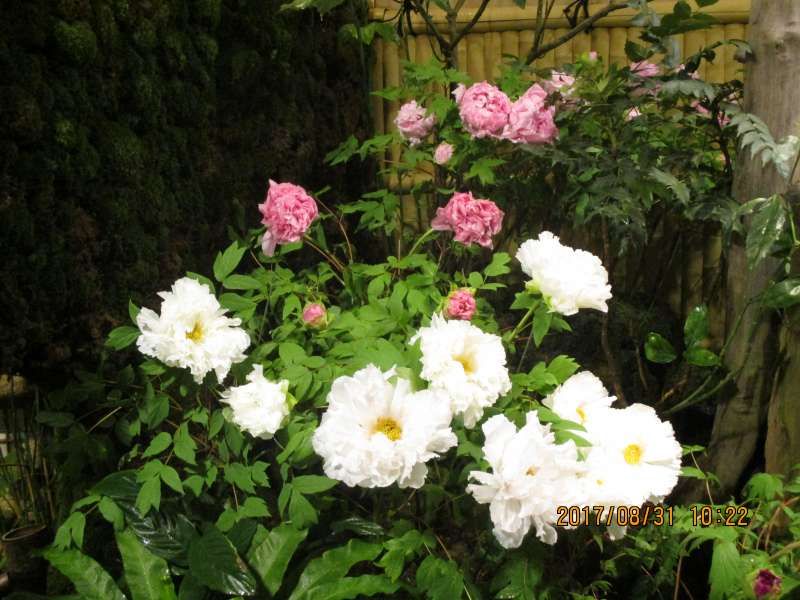 Tottori Private Tour - Peony flowers