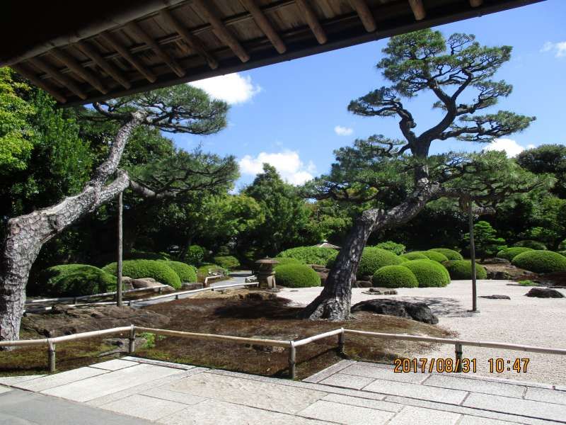 Tottori Private Tour - Well-maintained Pine Tree