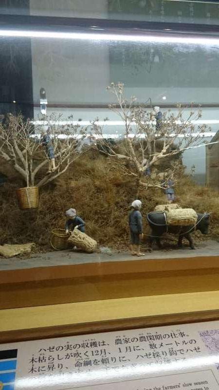 Ehime Private Tour - This display shows us people's collecting berries from  sumac trees. The berries are crushed into a fine powder, which is steamed and then wax is extracted. The crude wax is bleached under the sunlight to be the white wax, which was valued high in the global market.