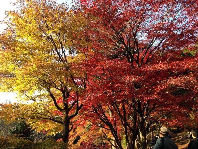 Shiga Private Tour - Autumnal Leaves at Keisoku-ji Temple (鶏足寺) [2 of 4]