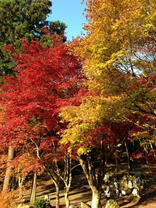 Shiga Private Tour - Autumnal Leaves at Keisoku-ji Temple (鶏足寺) [1 of 4]