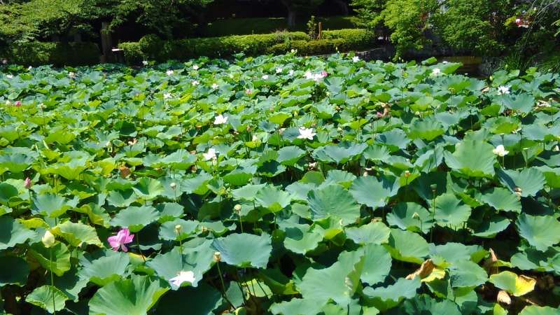 Kamakura Private Tour - White Lotus flowers found in the Genpei pond in Tsuruoka Hachiman shrine