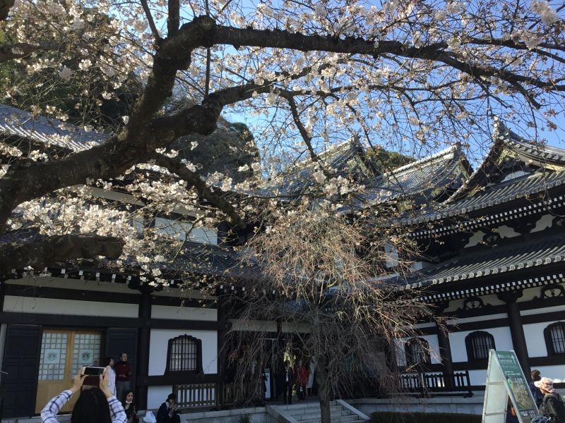 Kamakura Private Tour - Temples and flowers found inside Hase temple