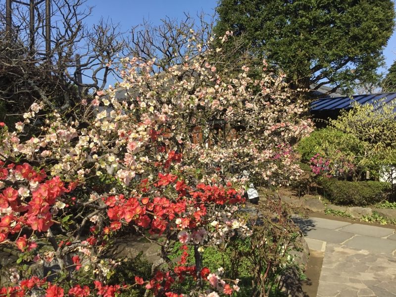 Kamakura Private Tour - Various flowers folund in Hase temple