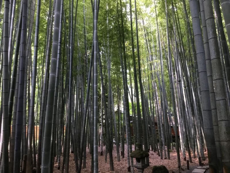 Kamakura Private Tour - Bamboo garden in Hokokuji temple