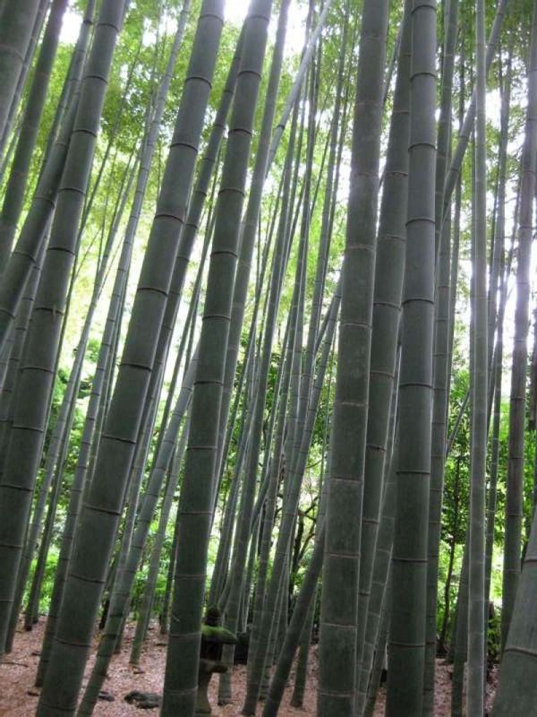 Kamakura Private Tour - You can feel real calmness in the bamboo forest.