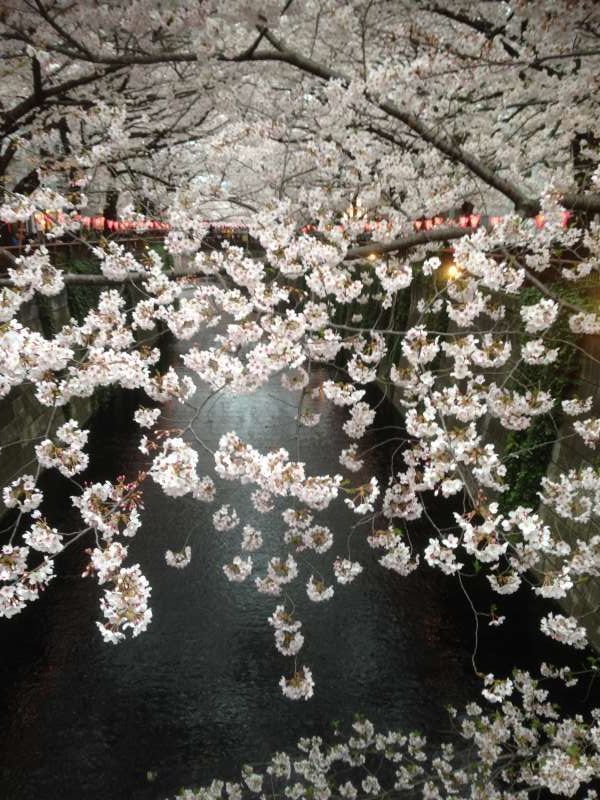 Tokyo Private Tour - Cherry blossom viewing at Nakameguro