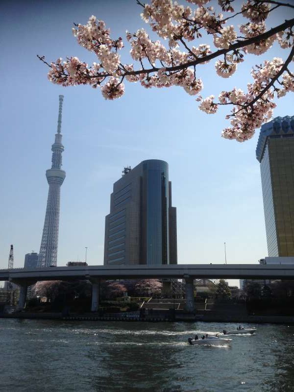 Tokyo Private Tour - Skytree & Sumida Park in April