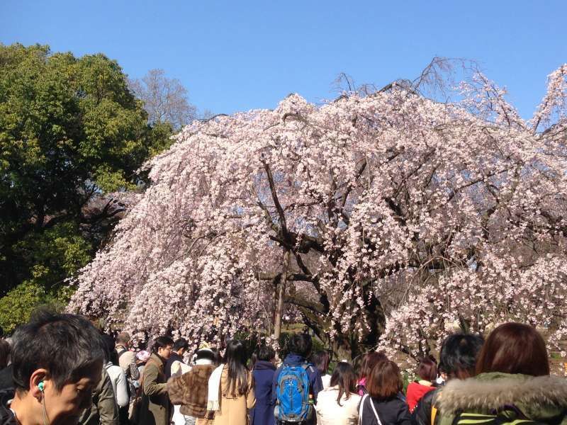 Tokyo Private Tour - Shinjuku Gyoen Park