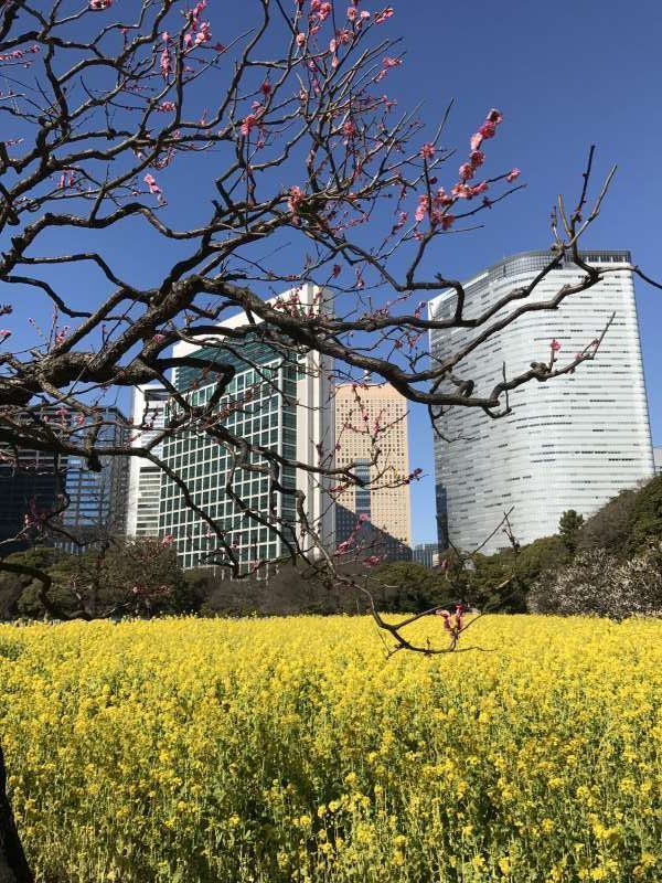 Tokyo Private Tour - Hamarikyu Garden & Skyscrapers