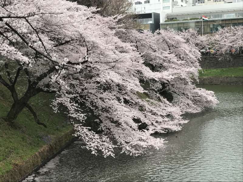 Tokyo Private Tour - cherry blossoms at Chidori-gafuchi (a moat at the former Edo Castle)