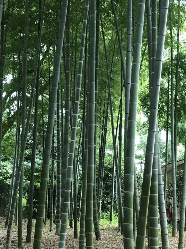 Tokyo Private Tour - Bamboo trees at the East Garden of the Imperial Palace