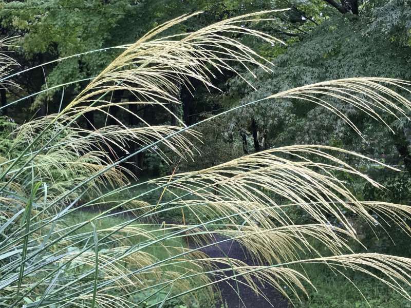 Tokyo Private Tour - Beautiful silver grass at the East garden of the Imperial Palace