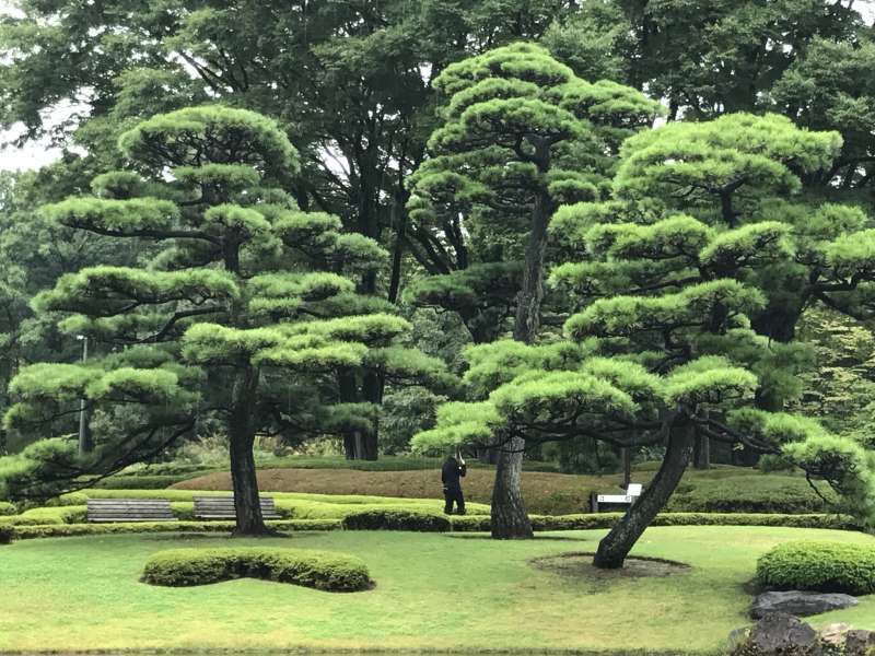 Tokyo Private Tour - Pine trees at the East garden of the Imperial Palace