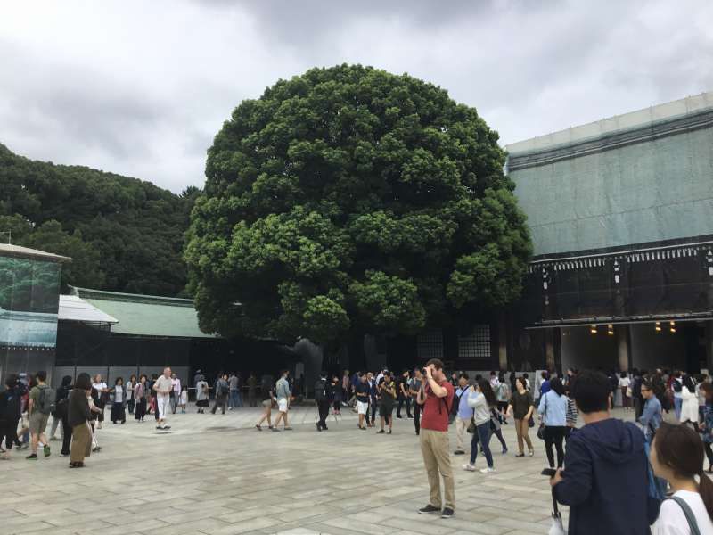 Tokyo Private Tour - Couple of camphor tree that promise your happy marriage