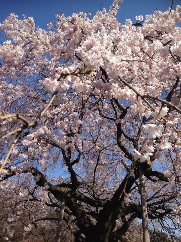 Tokyo Private Tour - Cherry blossom viewing at Shinjuku Gyoen Garden