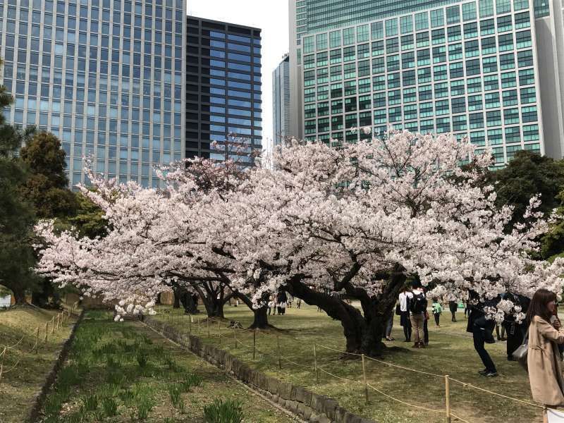 Tokyo Private Tour - Hamariyu Garden