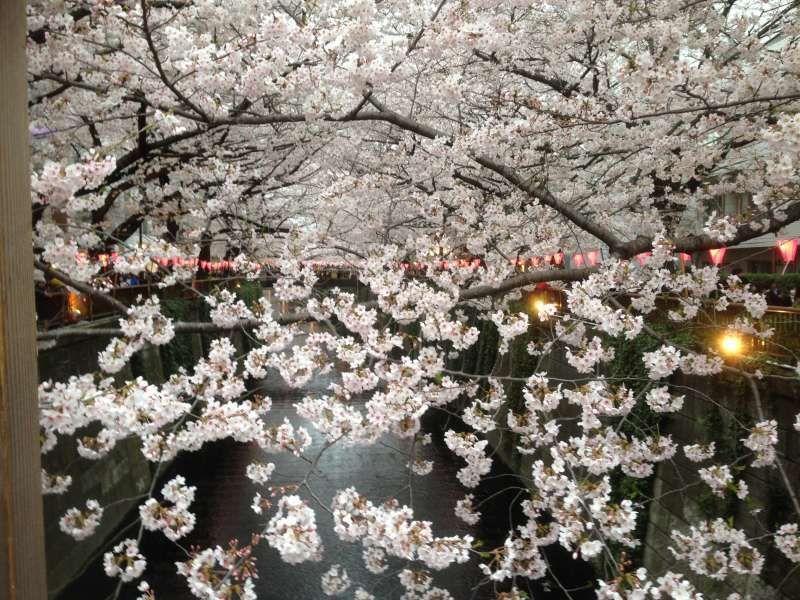 Tokyo Private Tour - Cherry blossom viewing at Nakameguro