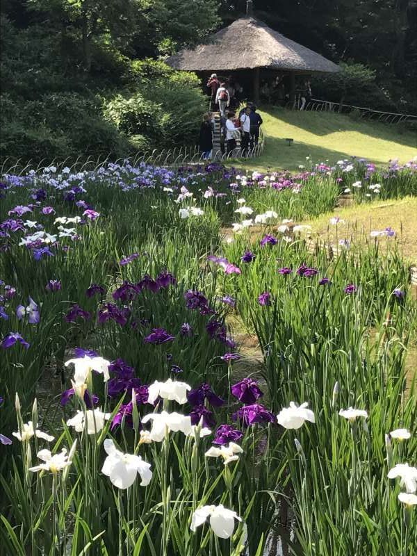 Tokyo Private Tour - Meiji Shrine Inner Garden