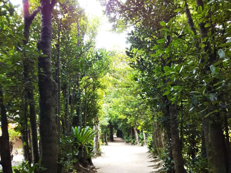 Okinawa Main Island Private Tour - These Fukugi tree protect the local houses from strong wind, also during typhoon season.This beautiful walkaways is cleaned by residents every morning. While you are here, you feel okinawan relaxing time.