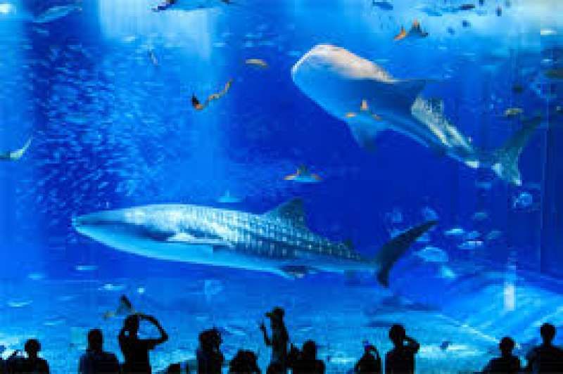 Okinawa Main Island Private Tour - It is the fist aquarium in the world to keep whale sharks with the aim of captive breeding. Also you can see the school of manta rays. Most of all tourists visit this famous aquarium.