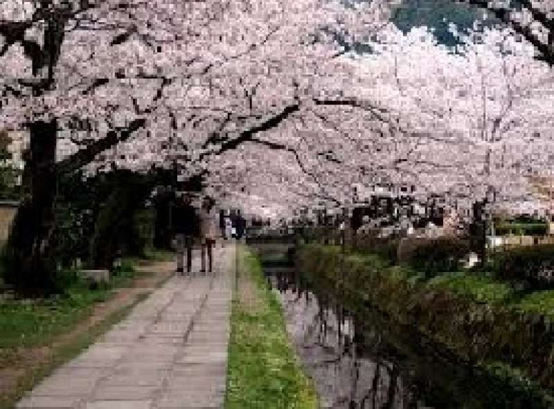 Kyoto Private Tour - This path is called "Tetsugakunomichi", philosopher's path. Philosopher, Nishida Kitaro meditated while walking this path.