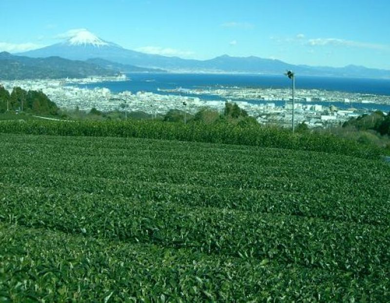 Other Shizuoka Locations Private Tour - View from the observatory deck on the Nippondaira Hill 