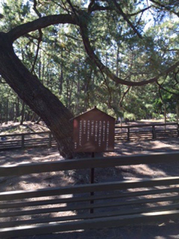 Other Shizuoka Locations Private Tour - Pine tree of the legend " the Tale of Hagoromo "