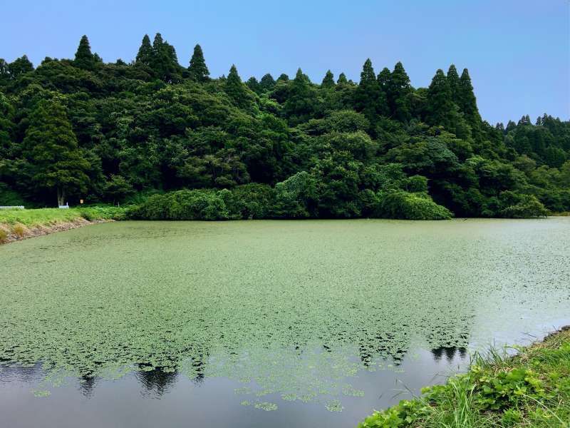 Chiba Private Tour - Small pond with rich nature