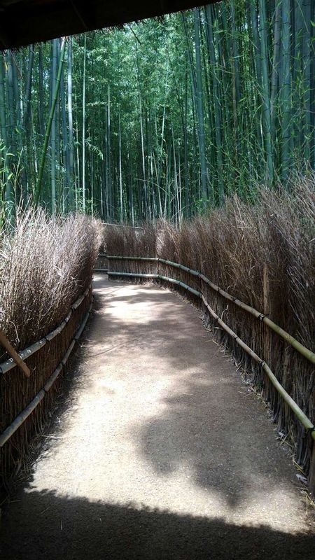 Kyoto Private Tour - Bamboo forest