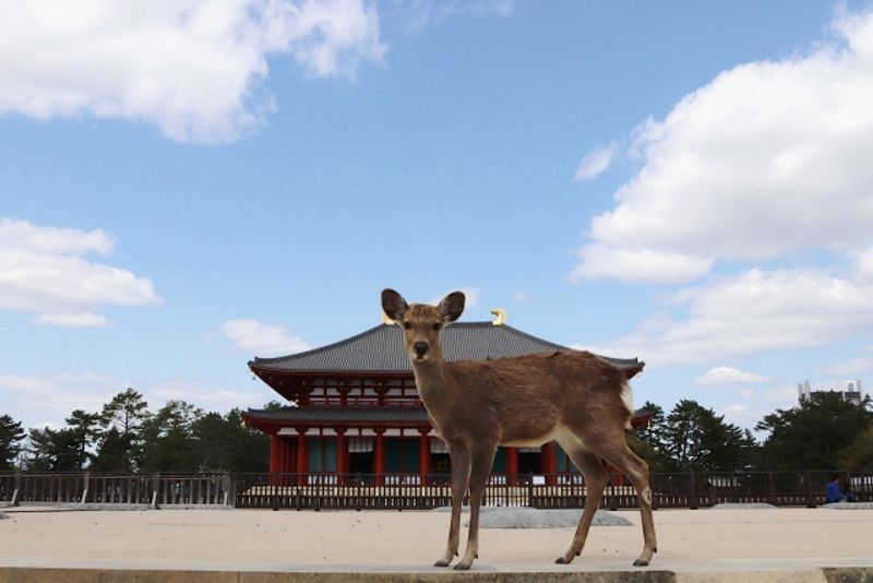 Nara Private Tour - 