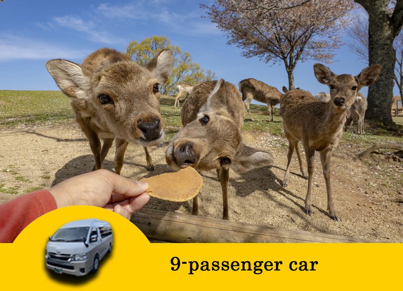 Nara Private Tour - 