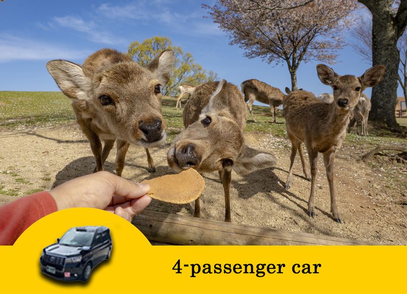 Nara Private Tour - 