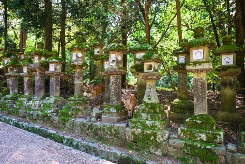 Nara Private Tour - 