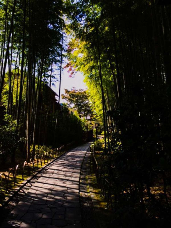 Other Shizuoka Locations Private Tour -  "Bamboo path"