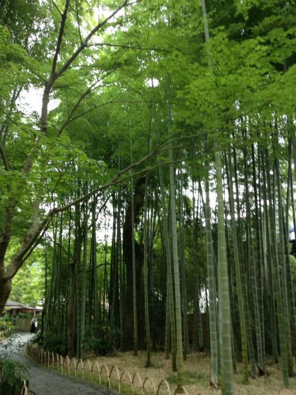 Other Shizuoka Locations Private Tour - "Bamboo path"- quiet and calm,listening to the sound
of nature. 