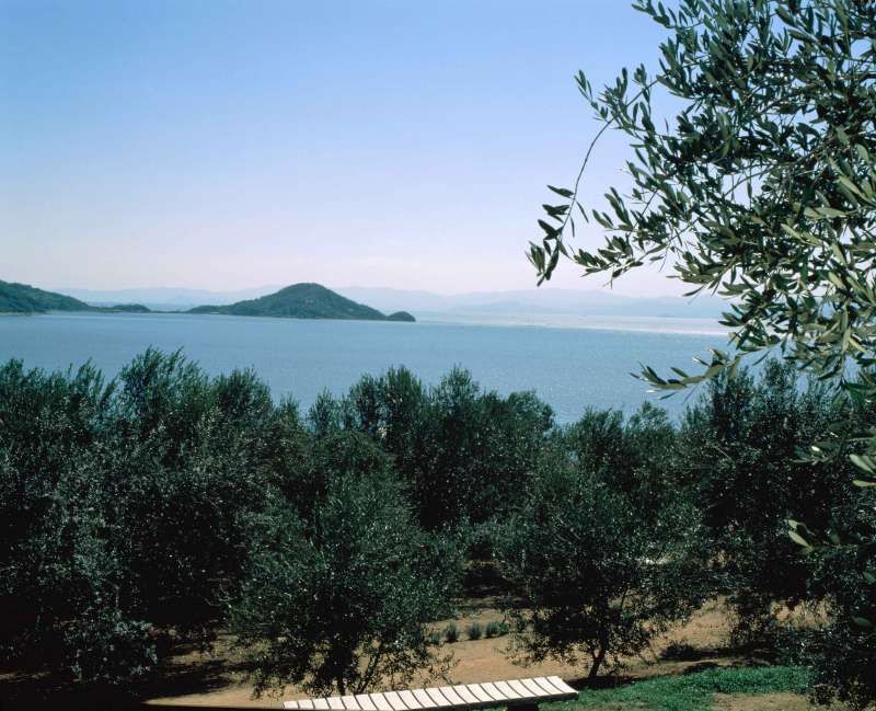 Kagawa Private Tour - Shodoshima is the birth place of olive cultivation in Japan. 