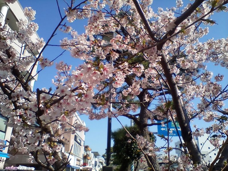 Kamakura Private Tour - Tamanawazakura: Sakura made in Kawakura (Feb.21,2020)