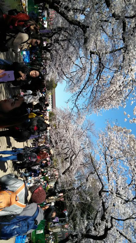 Tokyo Private Tour - Cherry blossoms at Ueno Park
