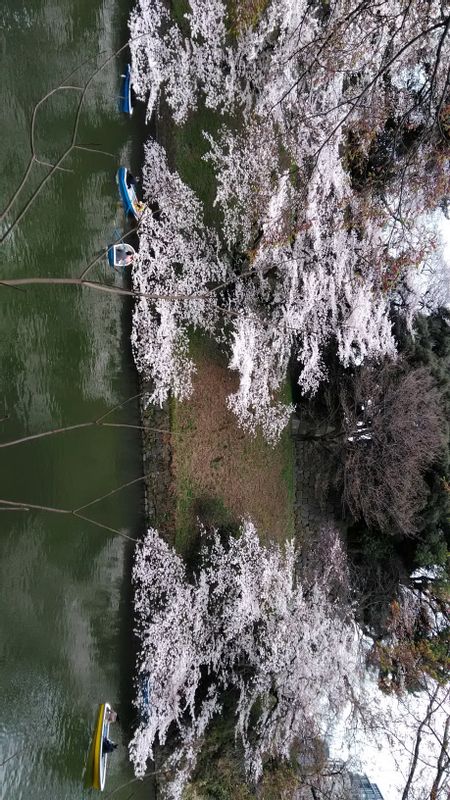Tokyo Private Tour - Cherry Blossoms at Chidorigafuchi