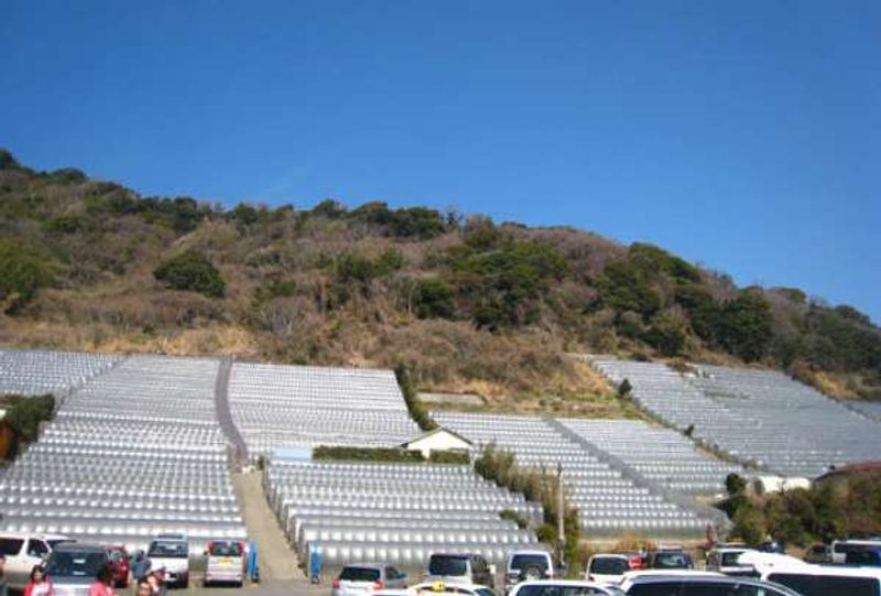 Shizuoka Private Tour - 구노잔산 언덕의 경사면에 쌓여진 돌계단 사이에 딸기 묘목을 심어서 태평양의 무한정한 햇살을 받은 돌언덕의 열로 겨울부터 딸기 먹기를 체험할 수 있는 딸기 밭들. 비닐 하우스가 즐비해 있습니다.