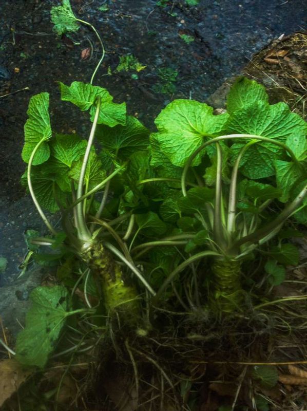 Other Shizuoka Locations Private Tour - freshly picked wasabi